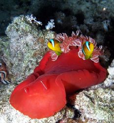 My idea of spanish clownfish. by Nikki Van Veelen 